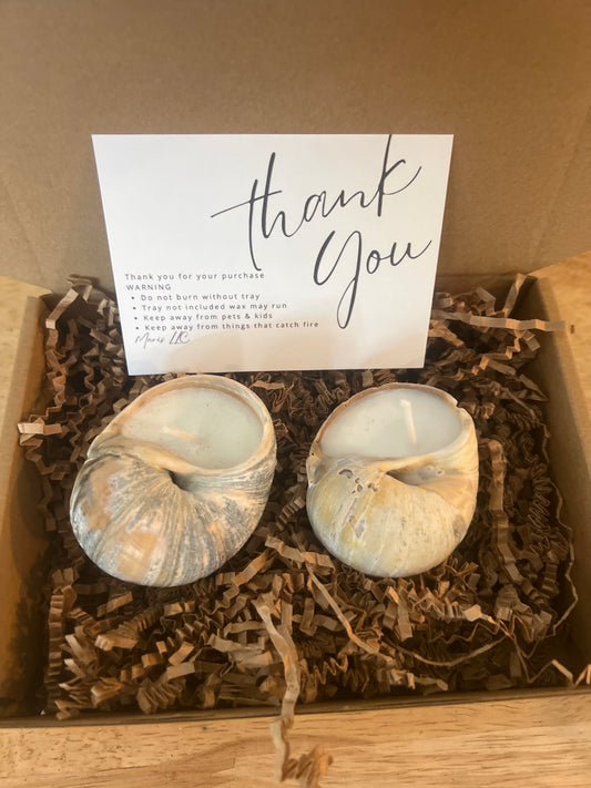 Moon snail pair