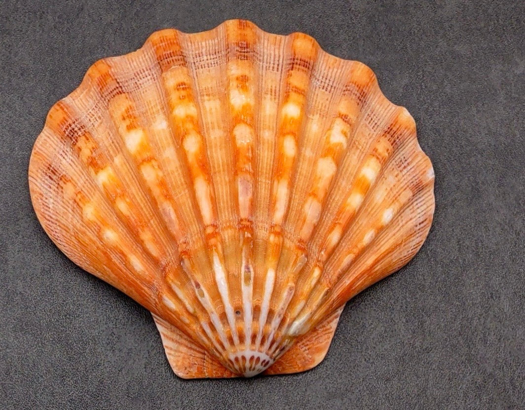 Scallop Shells – MARIS LLC
