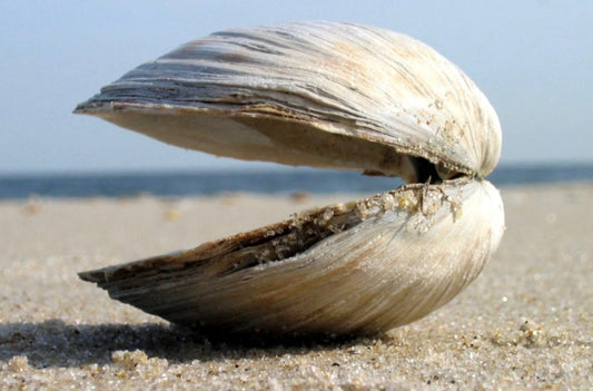 Clam Shells