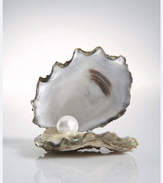 Oyster Shells
